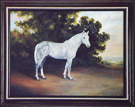 Grey Arabian