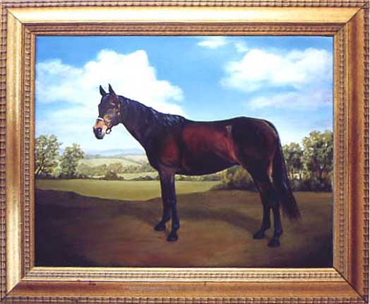 Bay Thoroughbred