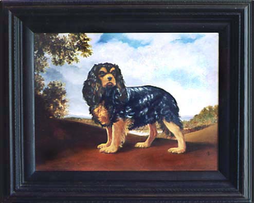 Cavalier King Charles Spaniel