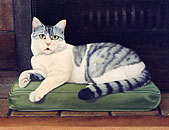 Folon's cat