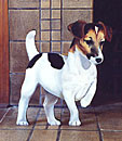 Jack Russell Silent Companion