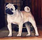 Pug Silent Companion